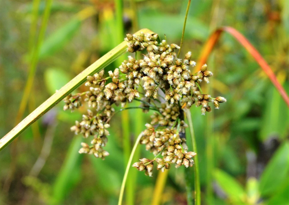 Woolgrass Seeds - Scirpus Cyperinus Wetland Grass (1,000 Seeds) - Image 6