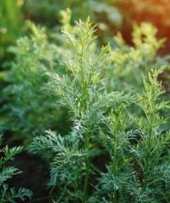 Wormwood Seeds - Heirloom Medicinal & Aromatic Herb - 100 Seeds for Outdoor Gardens - Image 2
