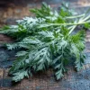 Wormwood Seeds - Heirloom Medicinal & Aromatic Herb - 100 Seeds for Outdoor Gardens - Image 1