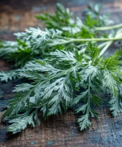 Wormwood Seeds - Heirloom Medicinal & Aromatic Herb - 100 Seeds for Outdoor Gardens - Image 1