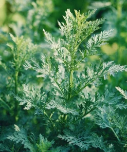 Wormwood Seeds - Heirloom Medicinal & Aromatic Herb - 100 Seeds for Outdoor Gardens - Image 4