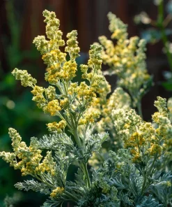 Wormwood Seeds - Heirloom Medicinal & Aromatic Herb - 100 Seeds for Outdoor Gardens - Image 5