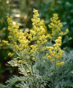 Wormwood Seeds - Heirloom Medicinal & Aromatic Herb - 100 Seeds for Outdoor Gardens - Image 6