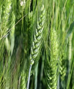 Wren's Abruzzi Winter Rye Seeds – 300 Count – Cover Crop & Grain – Outdoor - Image 3