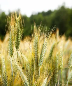 Wren's Abruzzi Winter Rye Seeds – 300 Count – Cover Crop & Grain – Outdoor - Image 4