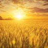 Wren's Abruzzi Winter Rye Seeds – 300 Count – Cover Crop & Grain – Outdoor - Image 1