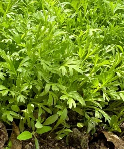 Wrinkled Crinkled Cress Seeds - 1500 Count, Garden Cress, Annual Vegetable Seeds for Salads - Image 2