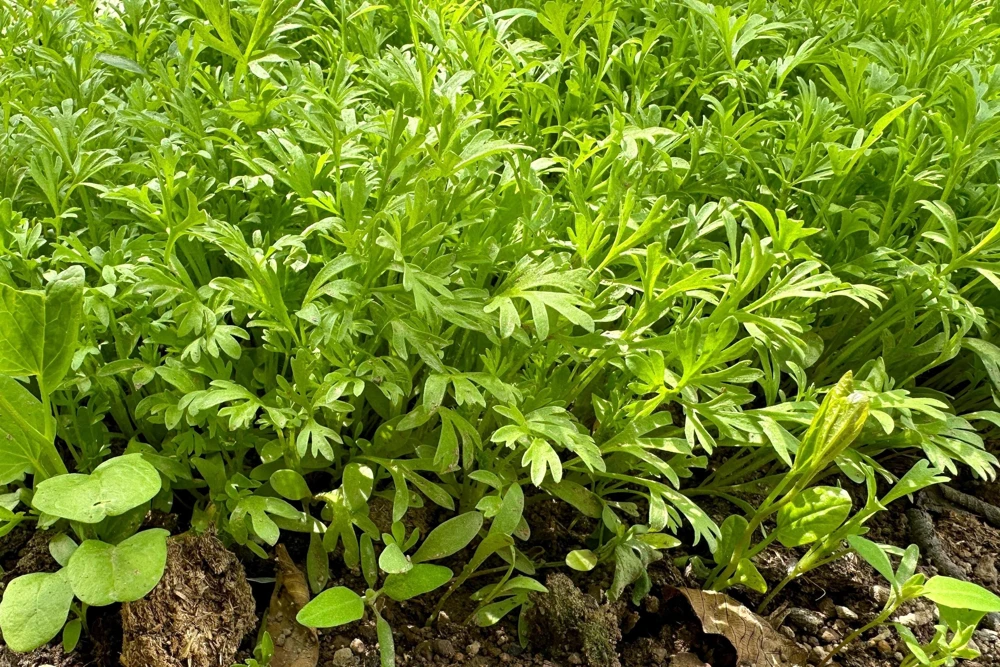 Wrinkled Crinkled Cress Seeds - 1500 Count, Garden Cress, Annual Vegetable Seeds for Salads - Image 2