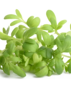 Wrinkled Crinkled Cress Seeds - 1500 Count, Garden Cress, Annual Vegetable Seeds for Salads - Image 3