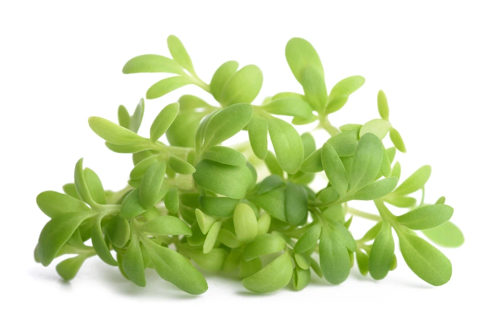 Wrinkled Crinkled Cress Seeds - 1500 Count, Garden Cress, Annual Vegetable Seeds for Salads - Image 3