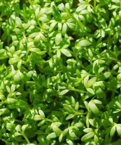 Wrinkled Crinkled Cress Seeds - 1500 Count, Garden Cress, Annual Vegetable Seeds for Salads - Image 4