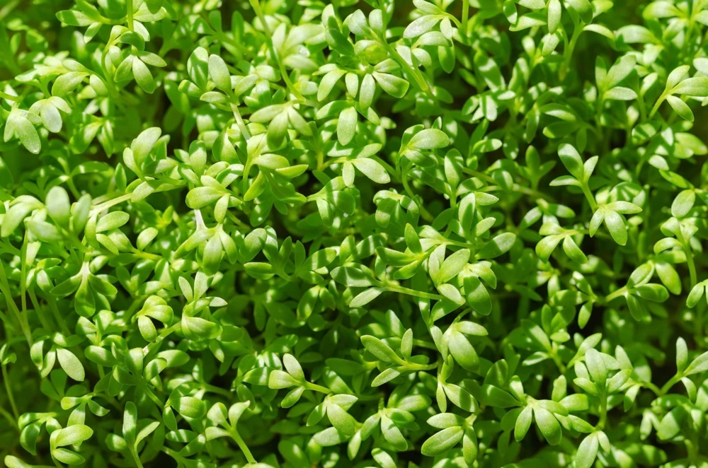 Wrinkled Crinkled Cress Seeds - 1500 Count, Garden Cress, Annual Vegetable Seeds for Salads - Image 4