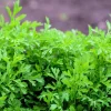 Wrinkled Crinkled Cress Seeds - 1500 Count, Garden Cress, Annual Vegetable Seeds for Salads - Image 1