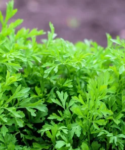 Wrinkled Crinkled Cress Seeds - 1500 Count, Garden Cress, Annual Vegetable Seeds for Salads - Image 1