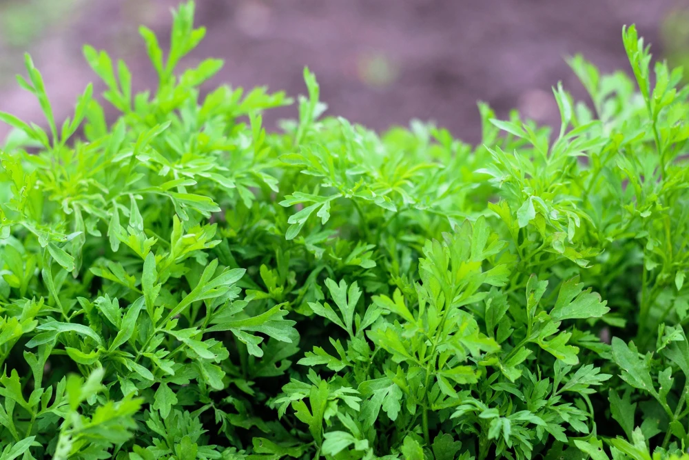 Wrinkled Crinkled Cress Seeds - 1500 Count, Garden Cress, Annual Vegetable Seeds for Salads - Image 1