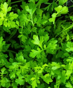 Wrinkled Crinkled Cress Seeds - 1500 Count, Garden Cress, Annual Vegetable Seeds for Salads - Image 5