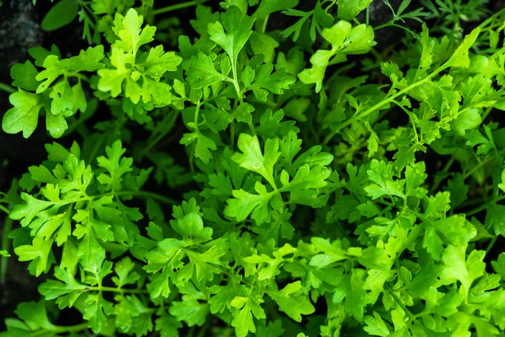 Wrinkled Crinkled Cress Seeds - 1500 Count, Garden Cress, Annual Vegetable Seeds for Salads - Image 5