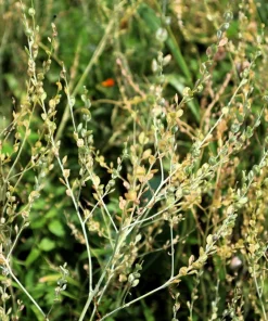 Wrinkled Crinkled Cress Seeds - 1500 Count, Garden Cress, Annual Vegetable Seeds for Salads - Image 6