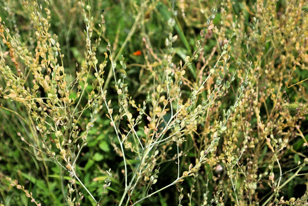 Wrinkled Crinkled Cress Seeds - 1500 Count, Garden Cress, Annual Vegetable Seeds for Salads - Image 6