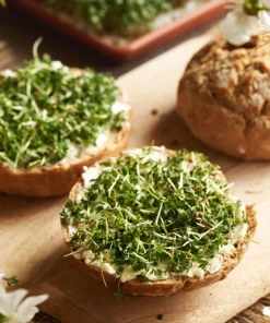 Wrinkled Crinkled Cress Seeds - 1500 Count, Garden Cress, Annual Vegetable Seeds for Salads - Image 7
