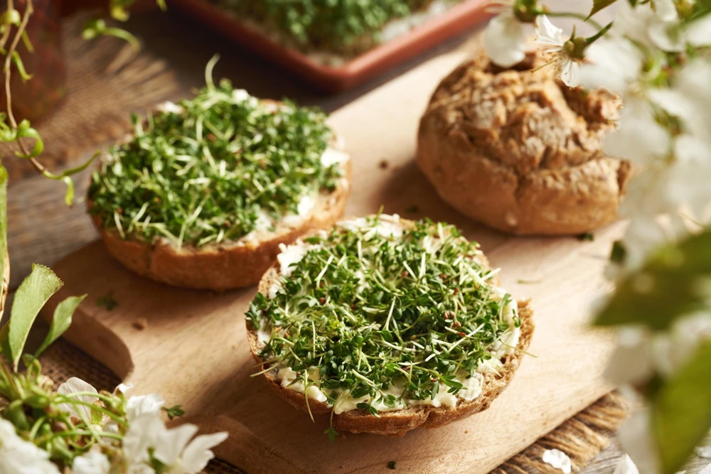 Wrinkled Crinkled Cress Seeds - 1500 Count, Garden Cress, Annual Vegetable Seeds for Salads - Image 7