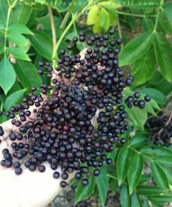Wyldewood Elderberry Live Plant - Edible Shrub - 1 Count - Zones 3-8 - Image 1