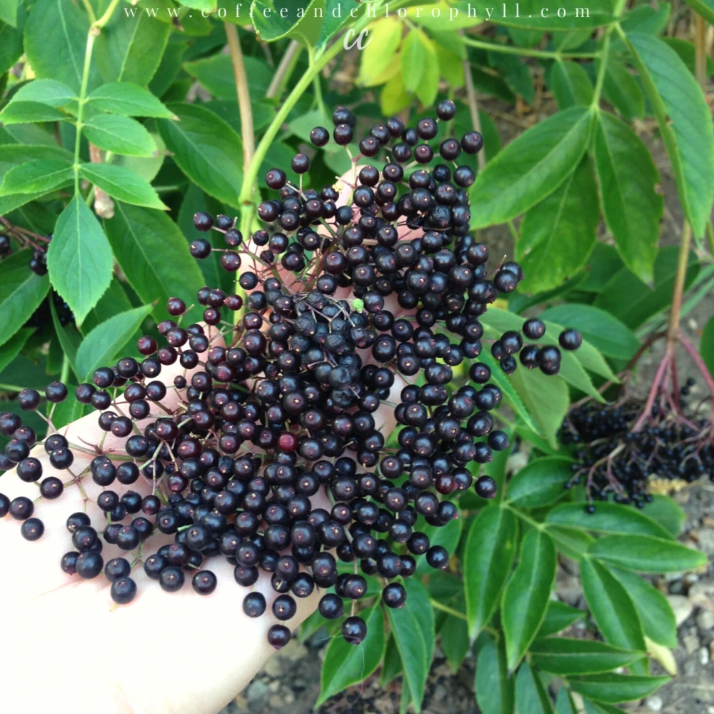 Wyldewood Elderberry Live Plant - Edible Shrub - 1 Count - Zones 3-8 - Image 1