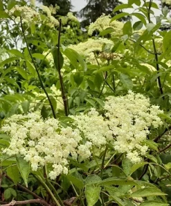 Wyldewood Elderberry Live Plant - Edible Shrub - 1 Count - Zones 3-8 - Image 2