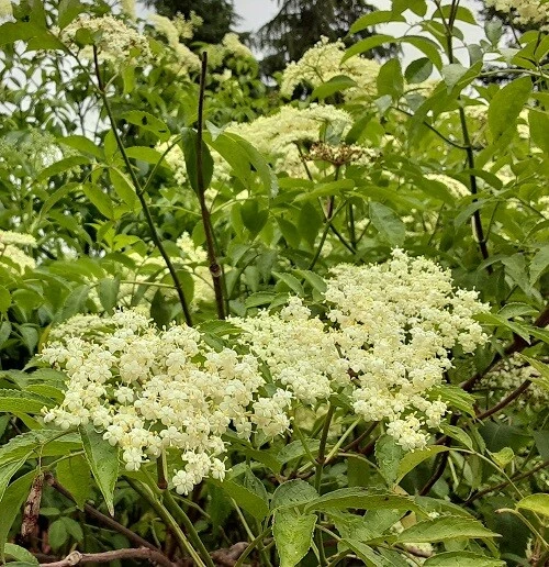 Wyldewood Elderberry Live Plant - Edible Shrub - 1 Count - Zones 3-8 - Image 2