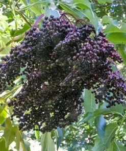 Wyldewood Elderberry Live Plant - Edible Shrub - 1 Count - Zones 3-8 - Image 3