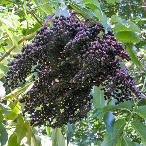 Wyldewood Elderberry Live Plant - Edible Shrub - 1 Count - Zones 3-8 - Image 3