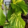 XL Golden Pothos Live Plant - Large Multi-Vine Indoor Houseplant - Image 1
