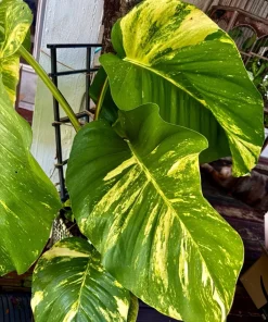 XL Golden Pothos Live Plant - Large Multi-Vine Indoor Houseplant - Image 1