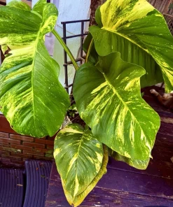 XL Golden Pothos Live Plant - Large Multi-Vine Indoor Houseplant - Image 2