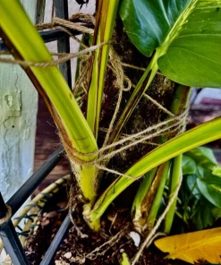 XL Golden Pothos Live Plant - Large Multi-Vine Indoor Houseplant - Image 3
