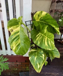 XL Golden Pothos Live Plant - Large Multi-Vine Indoor Houseplant - Image 4