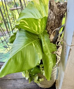 XL Golden Pothos Live Plant - Large Multi-Vine Indoor Houseplant - Image 5