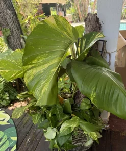 XL Golden Pothos Live Plant - Large Multi-Vine Indoor Houseplant - Image 6
