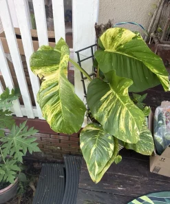 XL Golden Pothos Live Plant - Large Multi-Vine Indoor Houseplant - Image 7