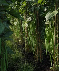 Yard Long Bean Seeds - 15 Seeds, Easy-to-Grow Asian Vegetable for Gardens - Image 3