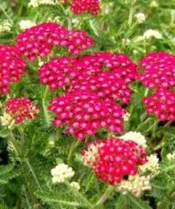 Yarrow Cerise Queen Live Plant - Hardy Perennial Flower, Pollinator, 2.5 inch Pot - Image 2