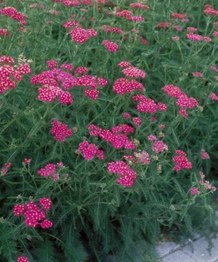 Yarrow Cerise Queen Live Plant - Hardy Perennial Flower, Pollinator, 2.5 inch Pot - Image 3