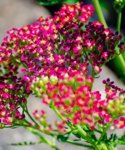 Yarrow Cerise Queen Live Plant - Hardy Perennial Flower, Pollinator, 2.5 inch Pot - Image 4