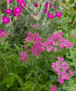 Yarrow Cerise Queen Live Plant - Hardy Perennial Flower, Pollinator, 2.5 inch Pot - Image 5