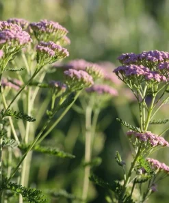 Yarrow Cerise Queen Live Plant - Hardy Perennial Flower, Pollinator, 2.5 inch Pot - Image 6