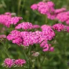 Yarrow Cerise Queen Live Plant - Hardy Perennial Flower, Pollinator, 2.5 inch Pot - Image 1