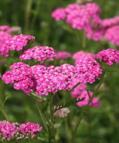 Yarrow Cerise Queen Live Plant - Hardy Perennial Flower, Pollinator, 2.5 inch Pot - Image 1