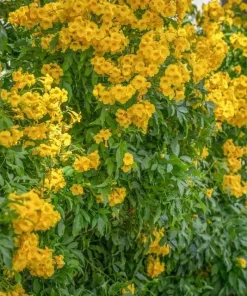 Yellow Bells Esperanza Live Plants - 2 Pack, 5-9 Inch, Tecoma Stans, Outdoor - Image 2