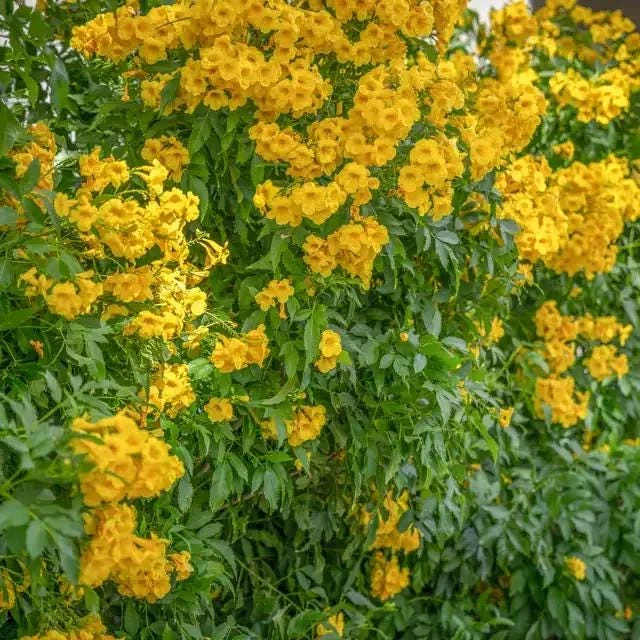 Yellow Bells Esperanza Live Plants - 2 Pack, 5-9 Inch, Tecoma Stans, Outdoor - Image 2