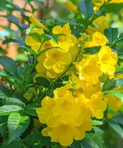 Yellow Bells Esperanza Live Plants - 2 Pack, 5-9 Inch, Tecoma Stans, Outdoor - Image 3